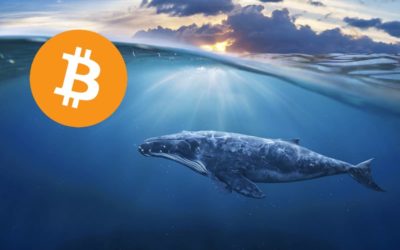 La participación de los principales exchanges en las entradas de ballenas de Bitcoin alcanza el máximo en un año, superando el 40%.